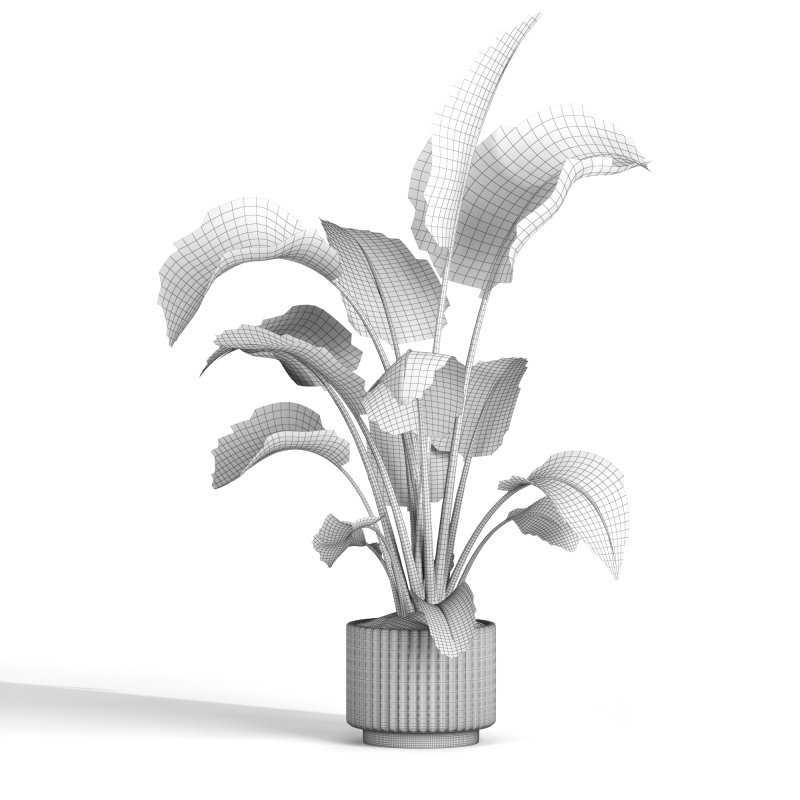 indoor plant 11 Image 4