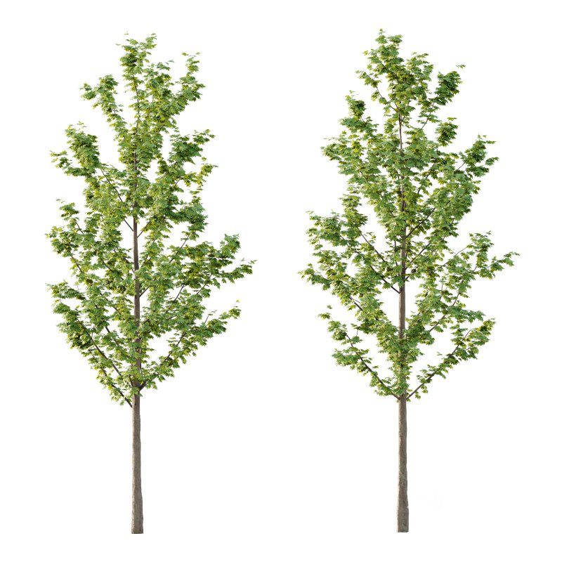 Acer Pseudoplatanus Tree 03 Image 3