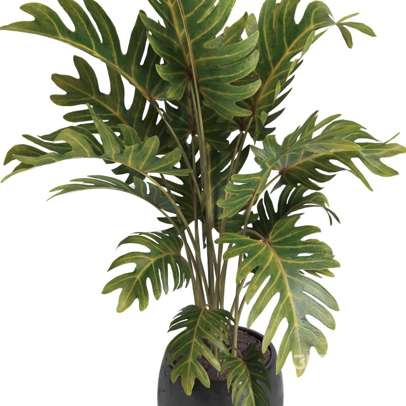 indoor plant 036 Image 3