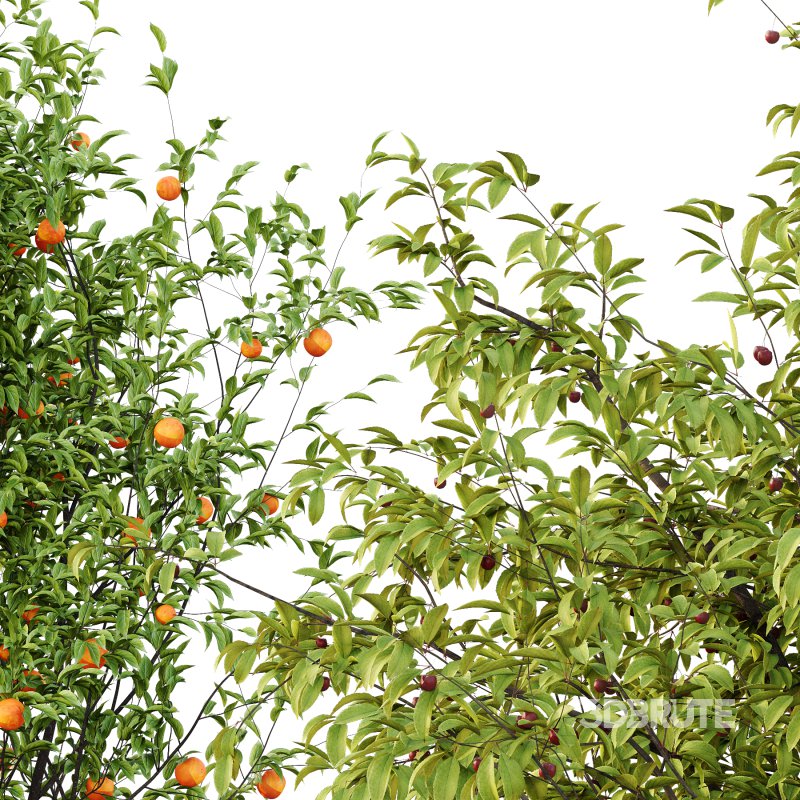 Prunus pseudocerasus Diospyros Kaki Fruit Tree 003 Image 5