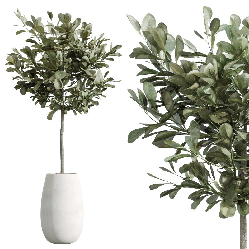 AV Indoor Plants Set 244 Ficus Indian Spineless Yucca Zamiifolia Mission Olive Alocasia Image 5