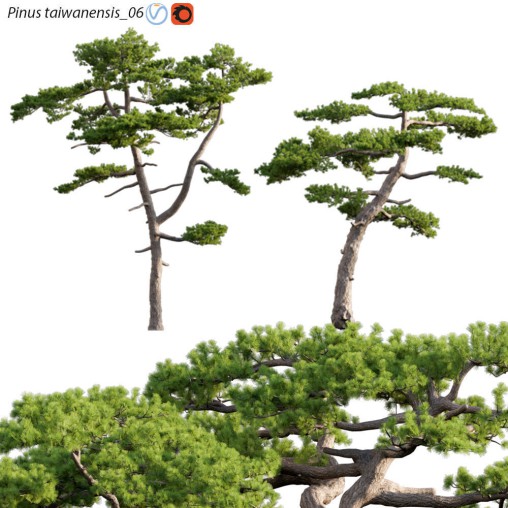 Pinus taiwanensis – Taiwan red pine – Pine 06