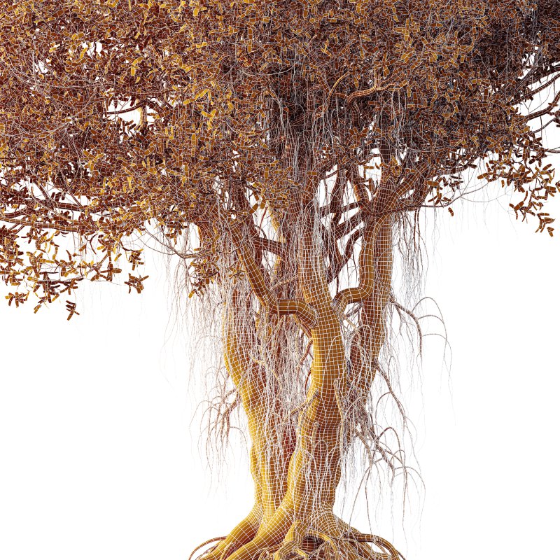 AV Plants Mangrove Gray Avicennia Marina02 Image 3