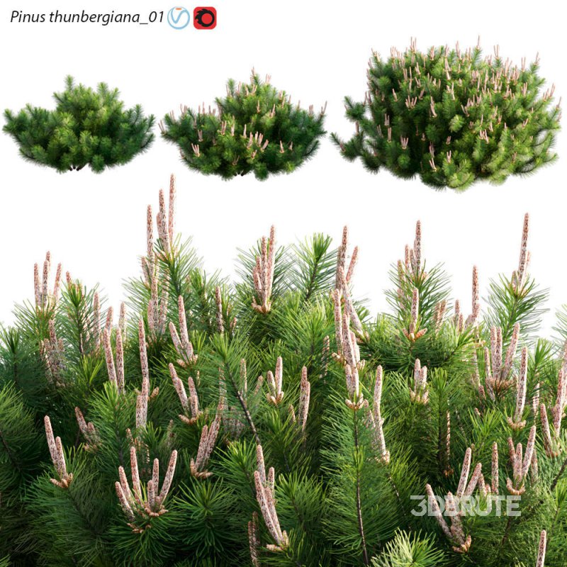 Pinus thunbergiana – Pinus thunbergii – Japanese Black Pine 01 Image 1