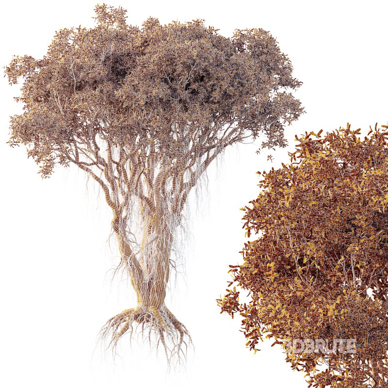 AV Plants Mangrove Gray Avicennia Marina05 Image 3