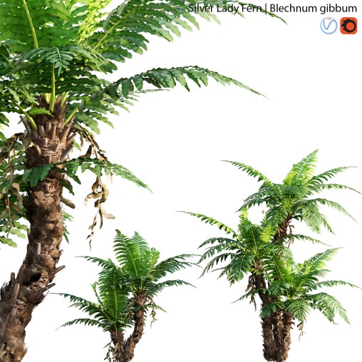 Silver Lady Fern – Blechnum gibbum – 01