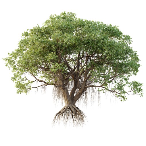 AV Plants Mangrove Gray Avicennia Marina03