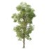 AV Plants Carya Glabra Ovalis Caryer Rouge Hickory02 - Thumbnail 3