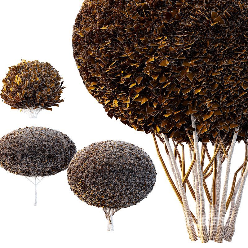 Pinus Mugo Bush0022 Image 5