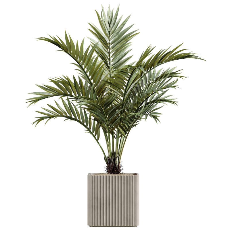 AV Indoor Plants Set 239 Mission Chemlali Olive Spineless Palm Lemon Cane Paradise Image 1