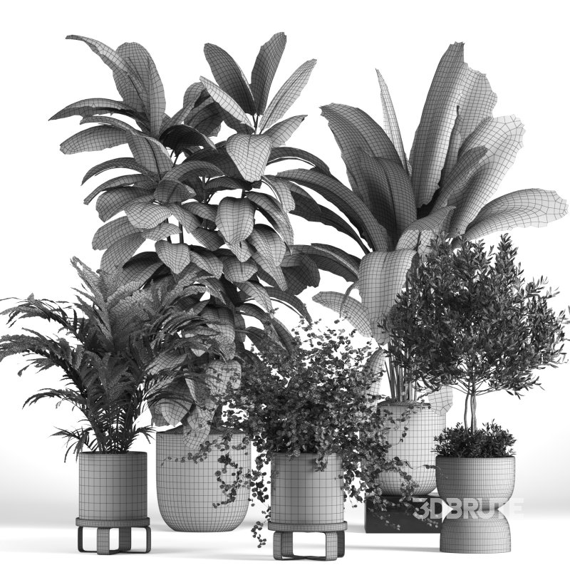 indoor Collection plant 018 Image 5