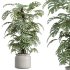 AV Indoor Plants Set 243 Swiss Cheese and Mission Olive and Bird Of Paradise and Ficus African Fig - Thumbnail 3