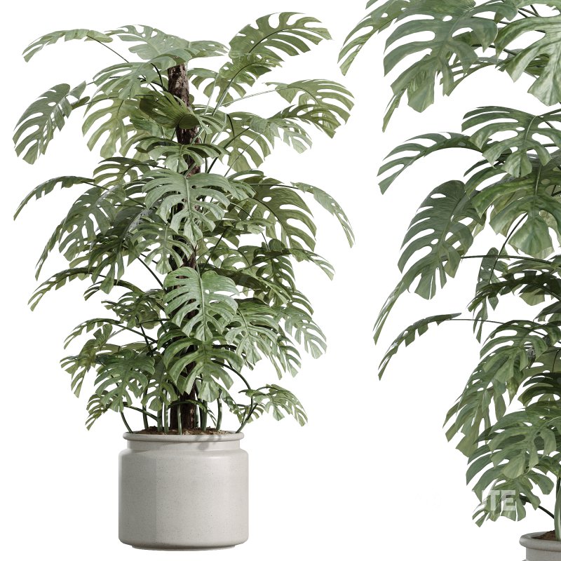 AV Indoor Plants Set 243 Swiss Cheese and Mission Olive and Bird Of Paradise and Ficus African Fig Image 3