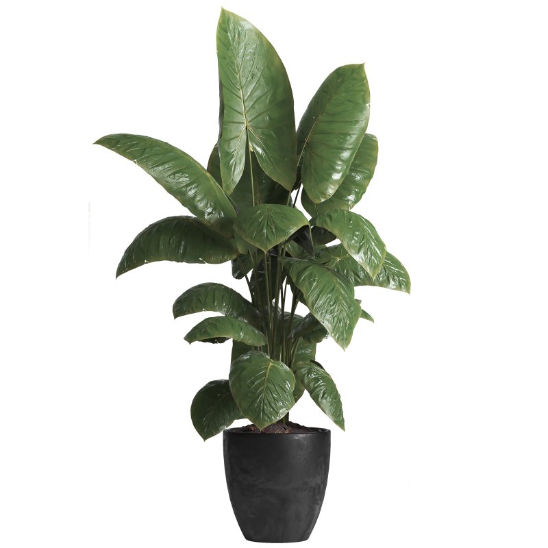 indoor plant 037 Image 2