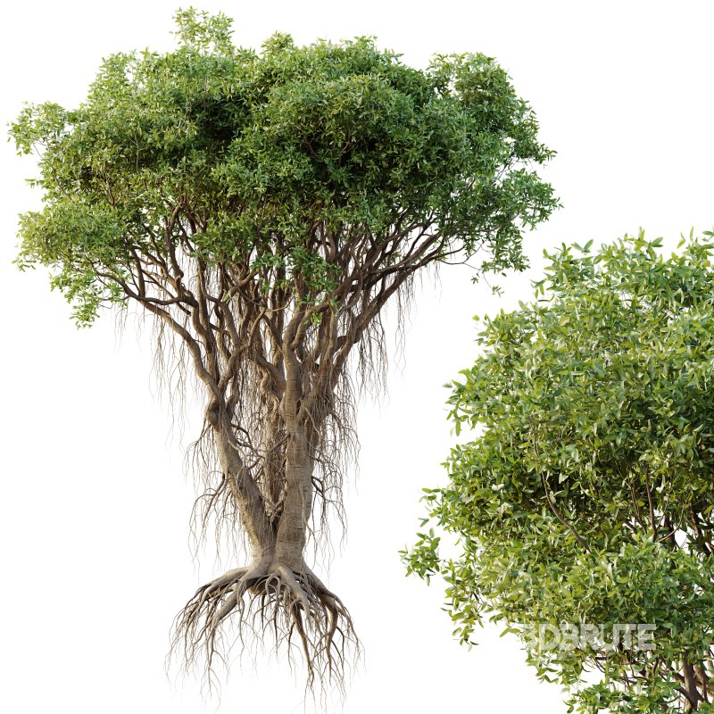 AV Plants Mangrove Gray Avicennia Marina05 Image 2