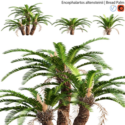 Encephalartos altensteinii – Bread Palm – 02
