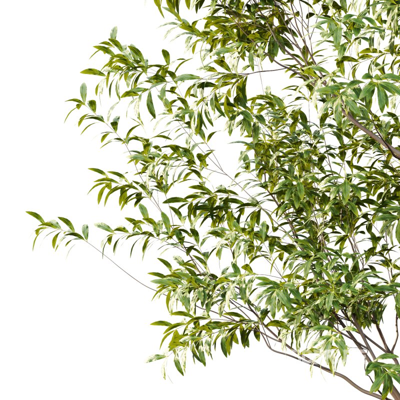 Water Gum Tree 04 Image 4