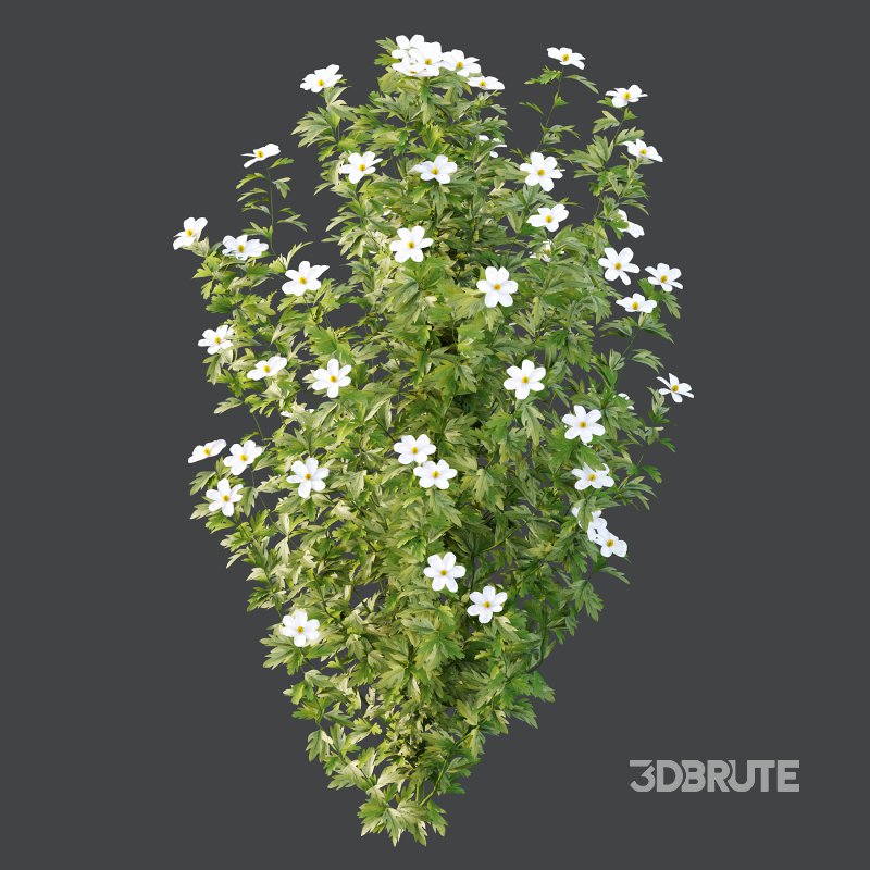 romneya coulter Argyrocytisus battandieri Tibouchina Semidecandra Plant Image 3