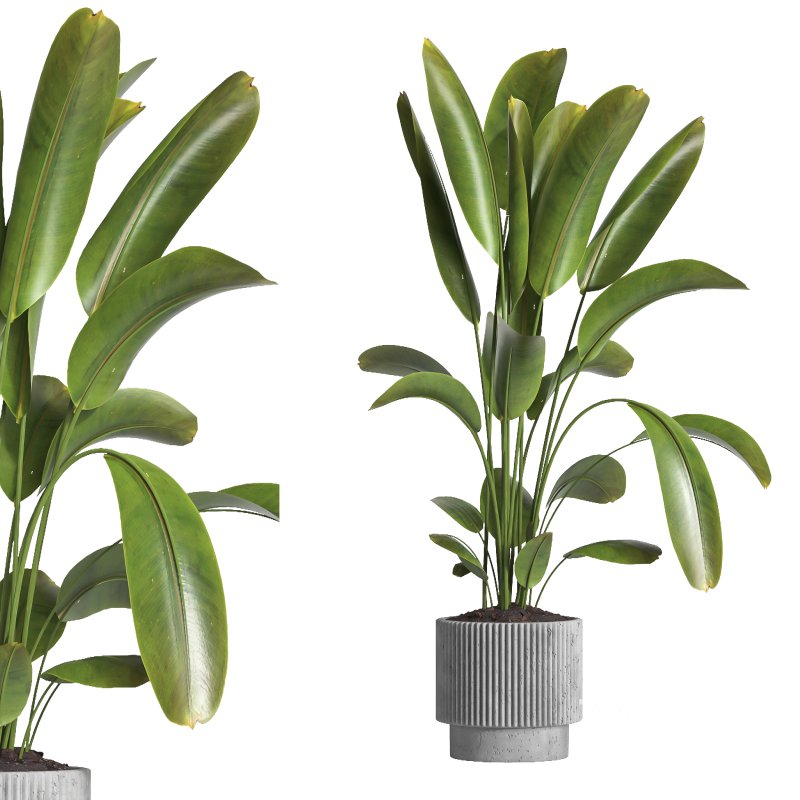indoor plant 038