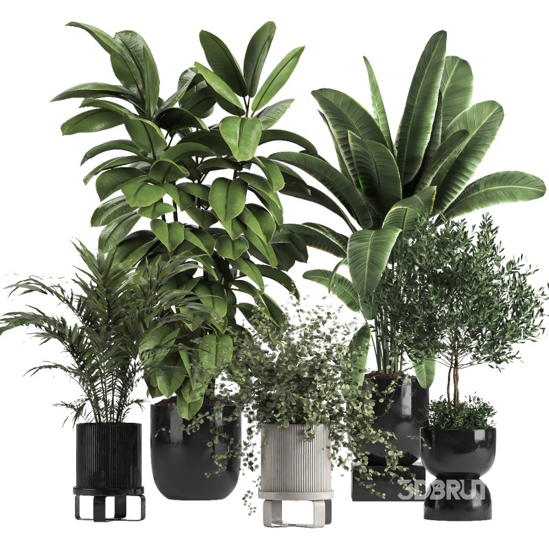 indoor Collection plant 018 Image 1