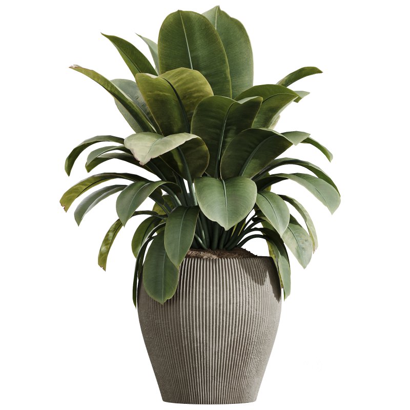 AV Indoor Plants Set 242 Euphorbia Sunshine and Wilsonii Olive and China Orange Tree and Ficus Elastica and Fittingly Elephant Image 4