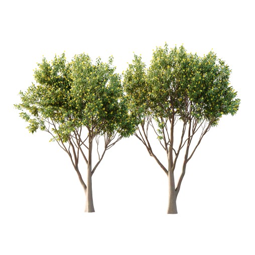 Water Gum Tree 03