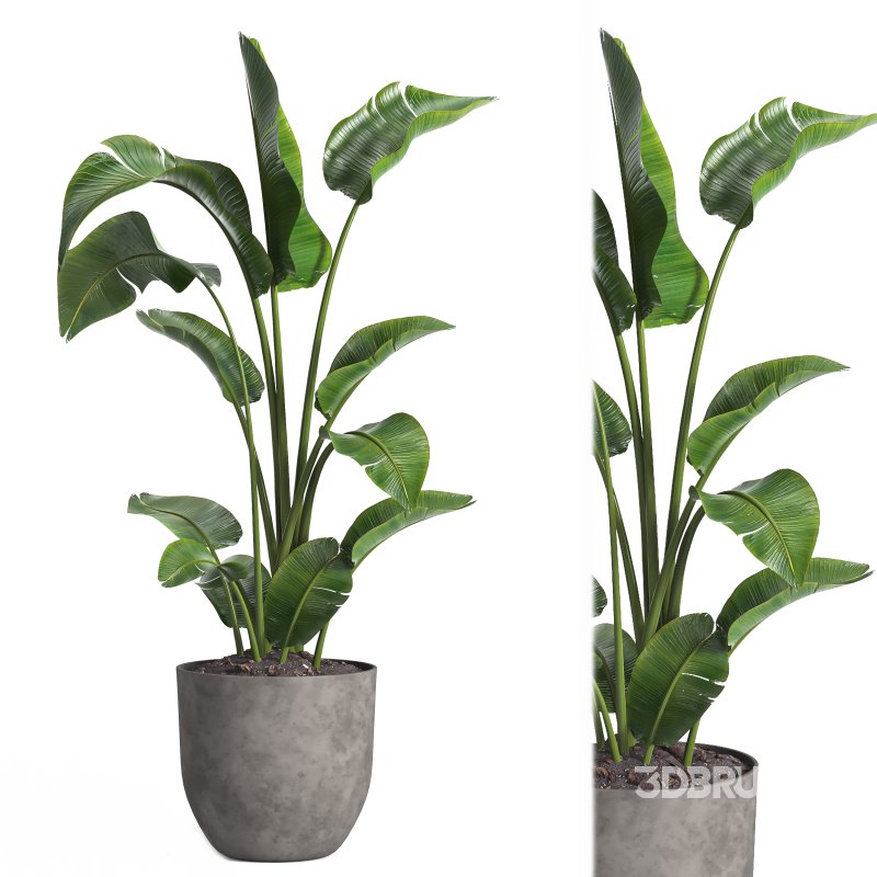 indoor plant 09 Image 4