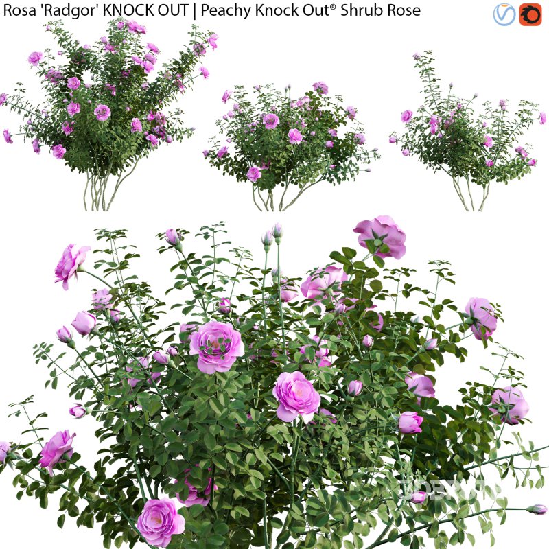 Rosa Radgor KNOCK OUT | Peachy Knock Out Shrub Rose 02 Image 1