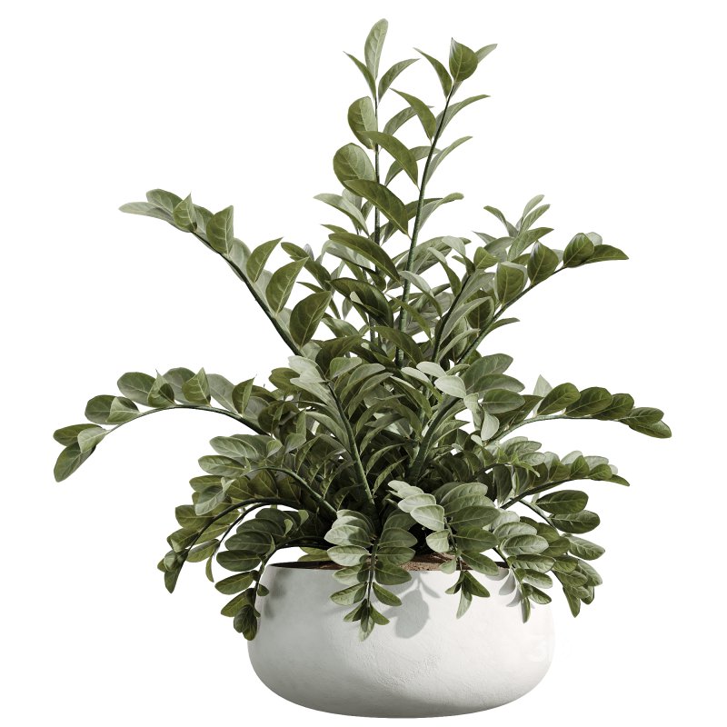 AV Indoor Plants Set 244 Ficus Indian Spineless Yucca Zamiifolia Mission Olive Alocasia Image 2