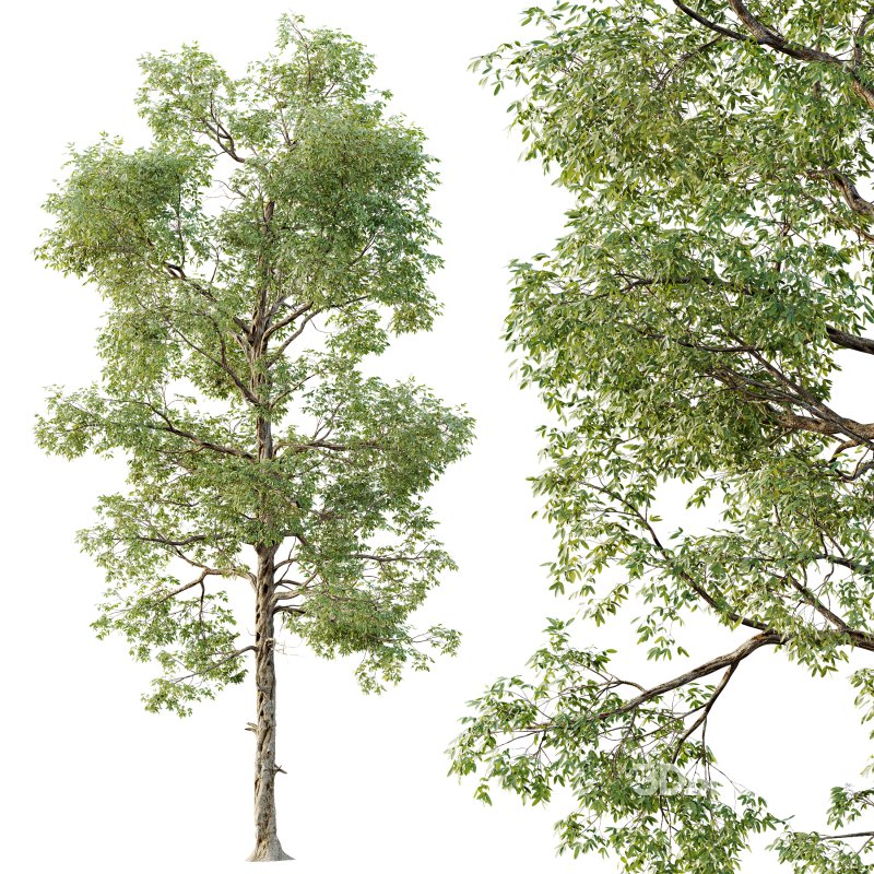 AV Plants Carya Glabra Ovalis Caryer Rouge Hickory Image 2