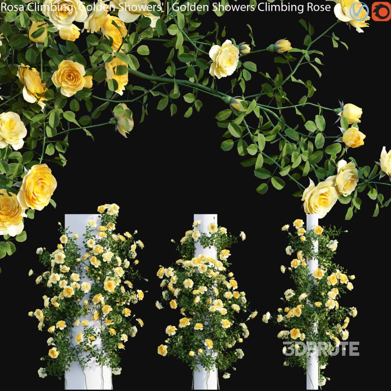 Rosa Climbing Golden Showers – Golden Showers Climbing Rose 02 Image 1