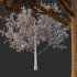 Different Trees 02 - Thumbnail 5