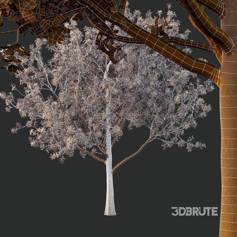 Different Trees 02 Image 5