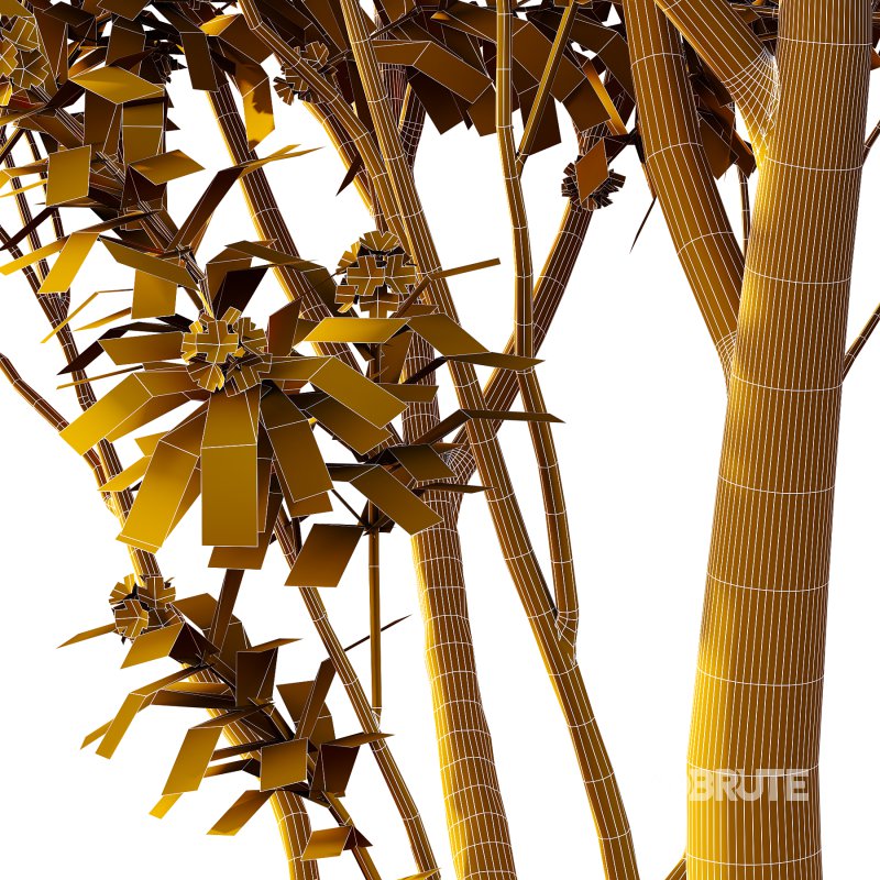 Water Gum Tree 03 Image 4