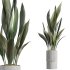 AV Indoor Plants Set 245 Bird Of Paradise Lime Cane Olive Branche Cast Iron Plant - Thumbnail 5