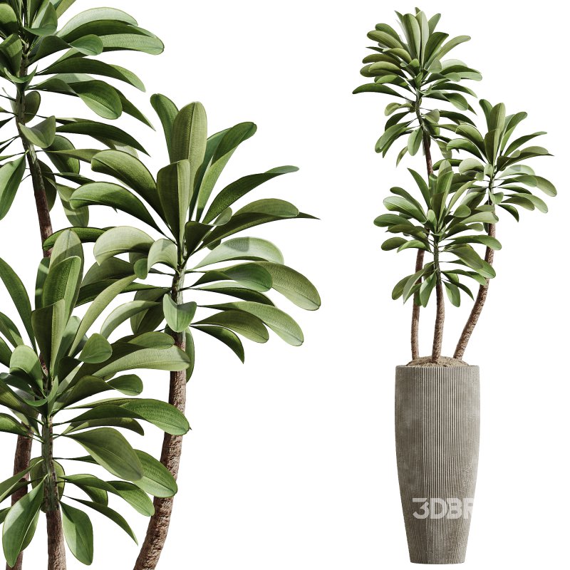 AV Indoor Plants Set 242 Euphorbia Sunshine and Wilsonii Olive and China Orange Tree and Ficus Elastica and Fittingly Elephant Image 2