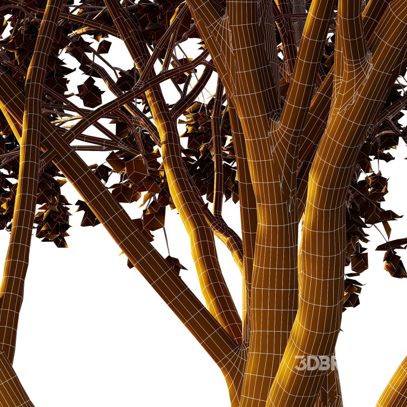 Acer Pseudoplatanus Tree 08 Image 5