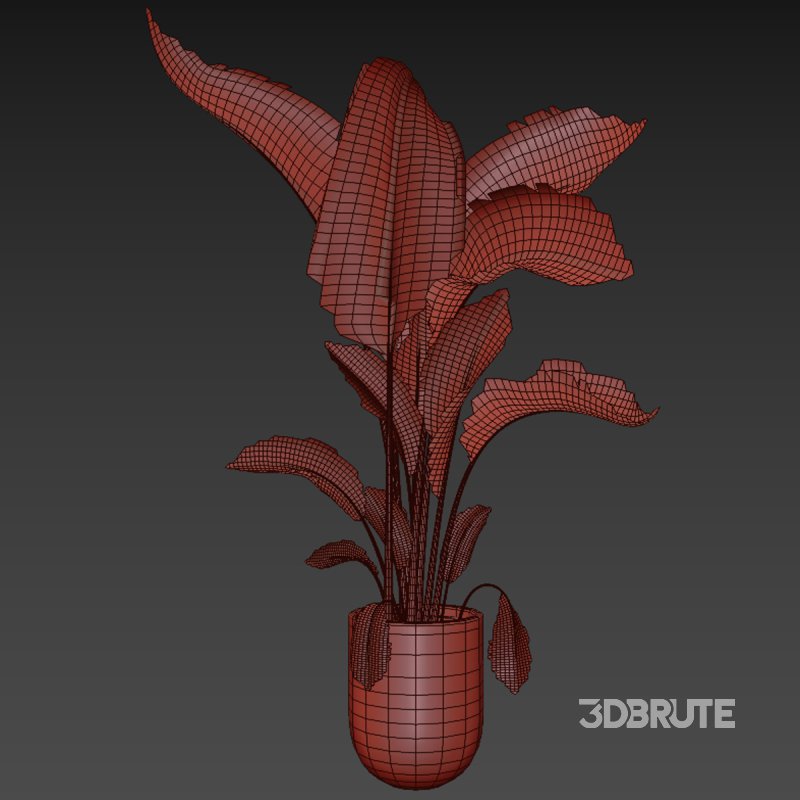 indoor plant 028 Image 5