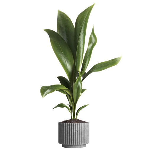 indoor plant 026