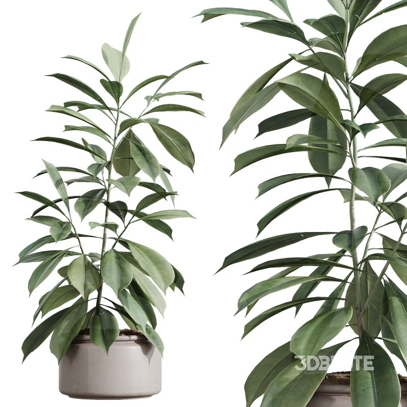 AV Indoor Plants Set 243 Swiss Cheese and Mission Olive and Bird Of Paradise and Ficus African Fig Image 4