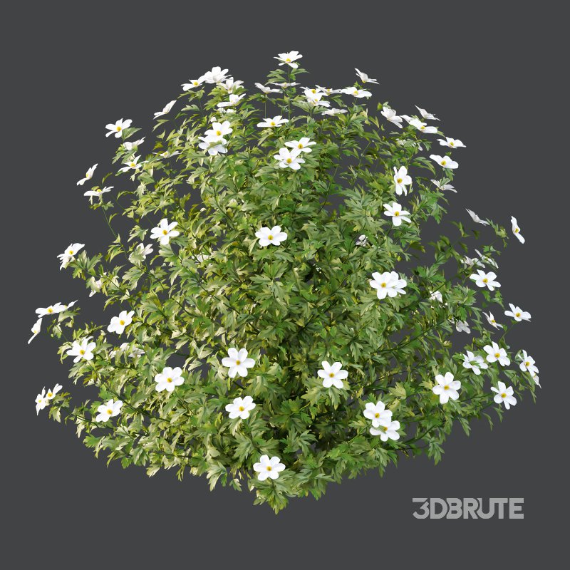 Different bush 15 Image 6