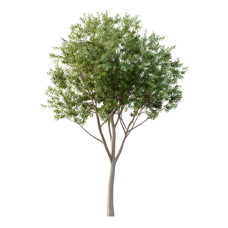 Water Gum Tree 04 Image 3