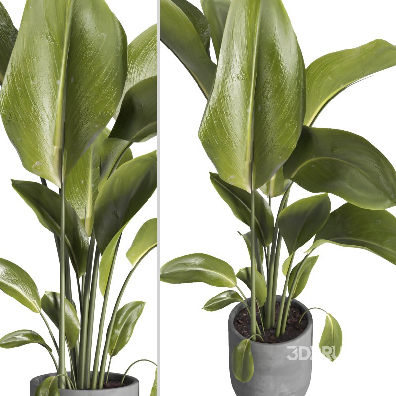 indoor plant 028 Image 3