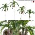Archontophoenix cunninghamiana – King Palm – 01 - Thumbnail 1