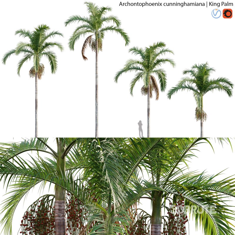 Archontophoenix cunninghamiana – King Palm – 01 Image 1