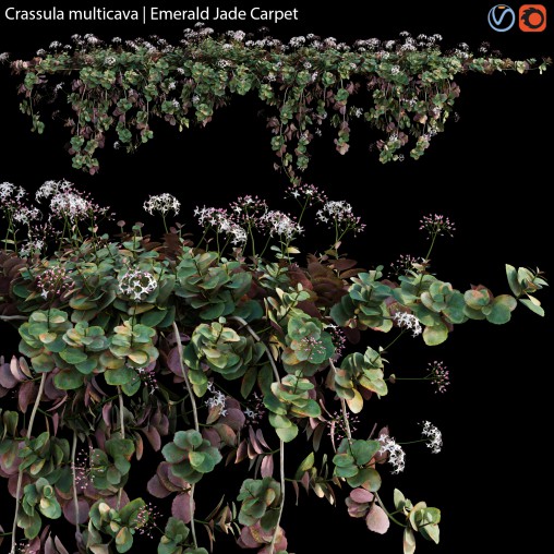 Crassula multicava – Emerald Jade Carpet – 02