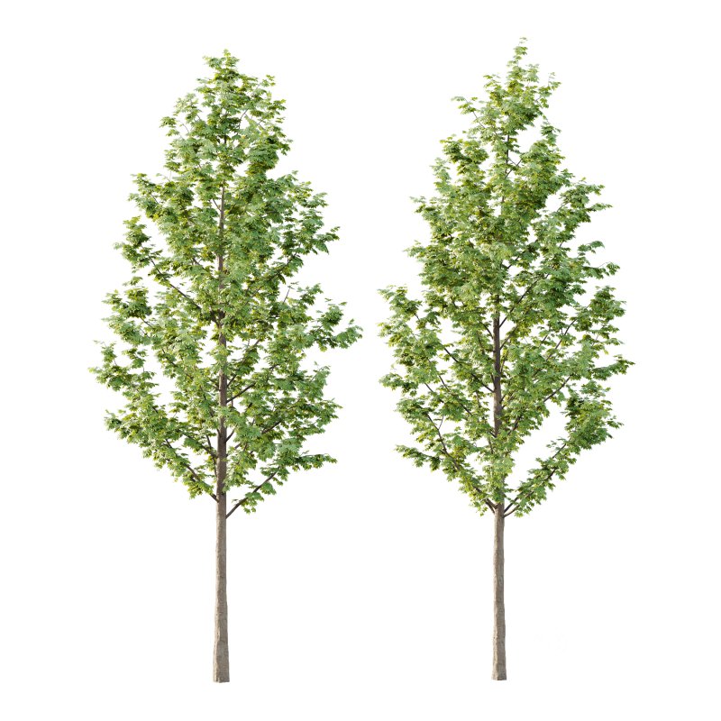 Acer Pseudoplatanus Tree 04 Image 4