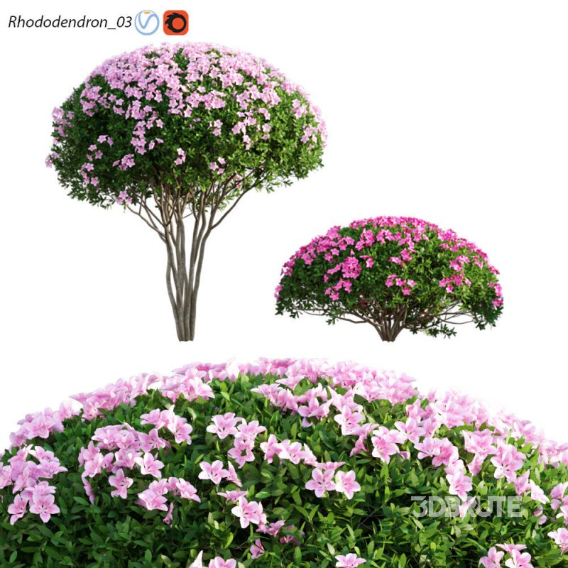 Rhododendron 03 Image 1