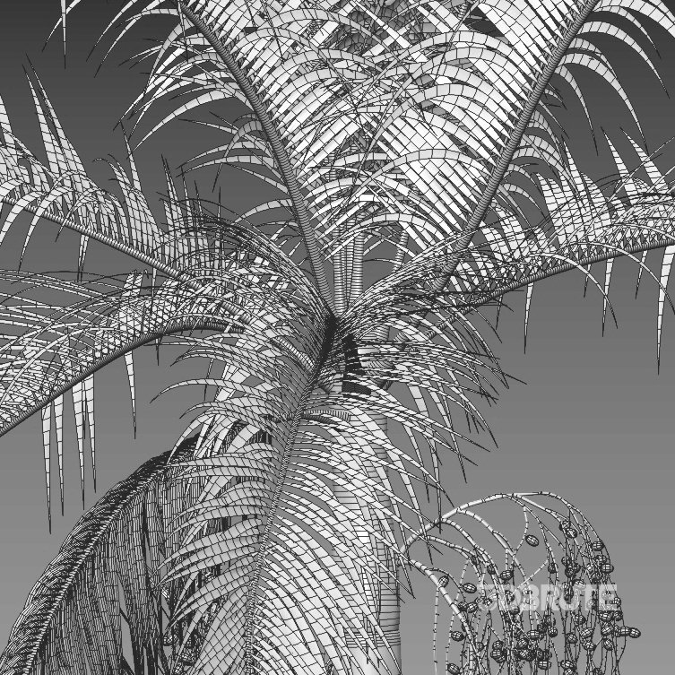 Archontophoenix cunninghamiana – King Palm – 01 Image 3