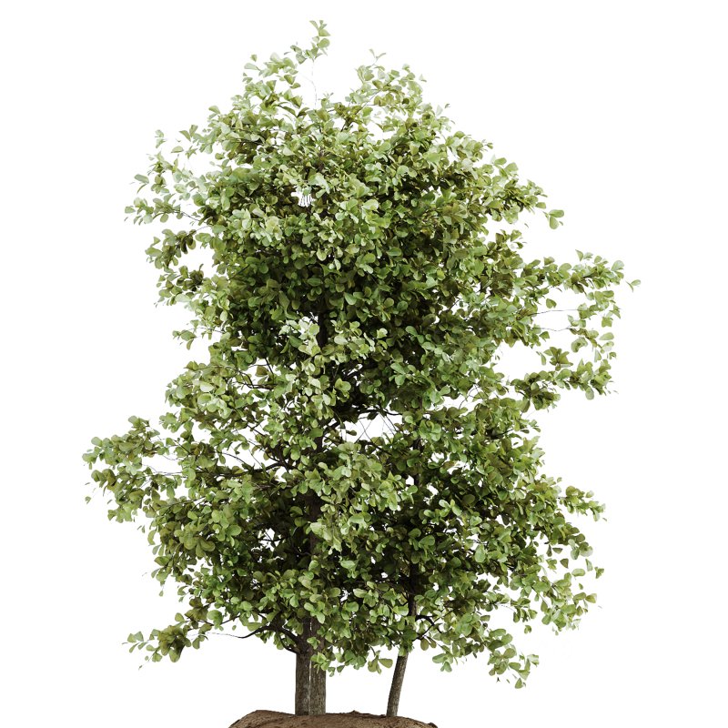 AV Indoor Plants Set 242 Euphorbia Sunshine and Wilsonii Olive and China Orange Tree and Ficus Elastica and Fittingly Elephant Image 3